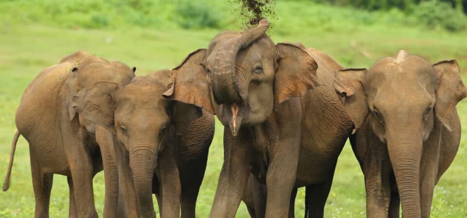 Udawalawa One Day Tour